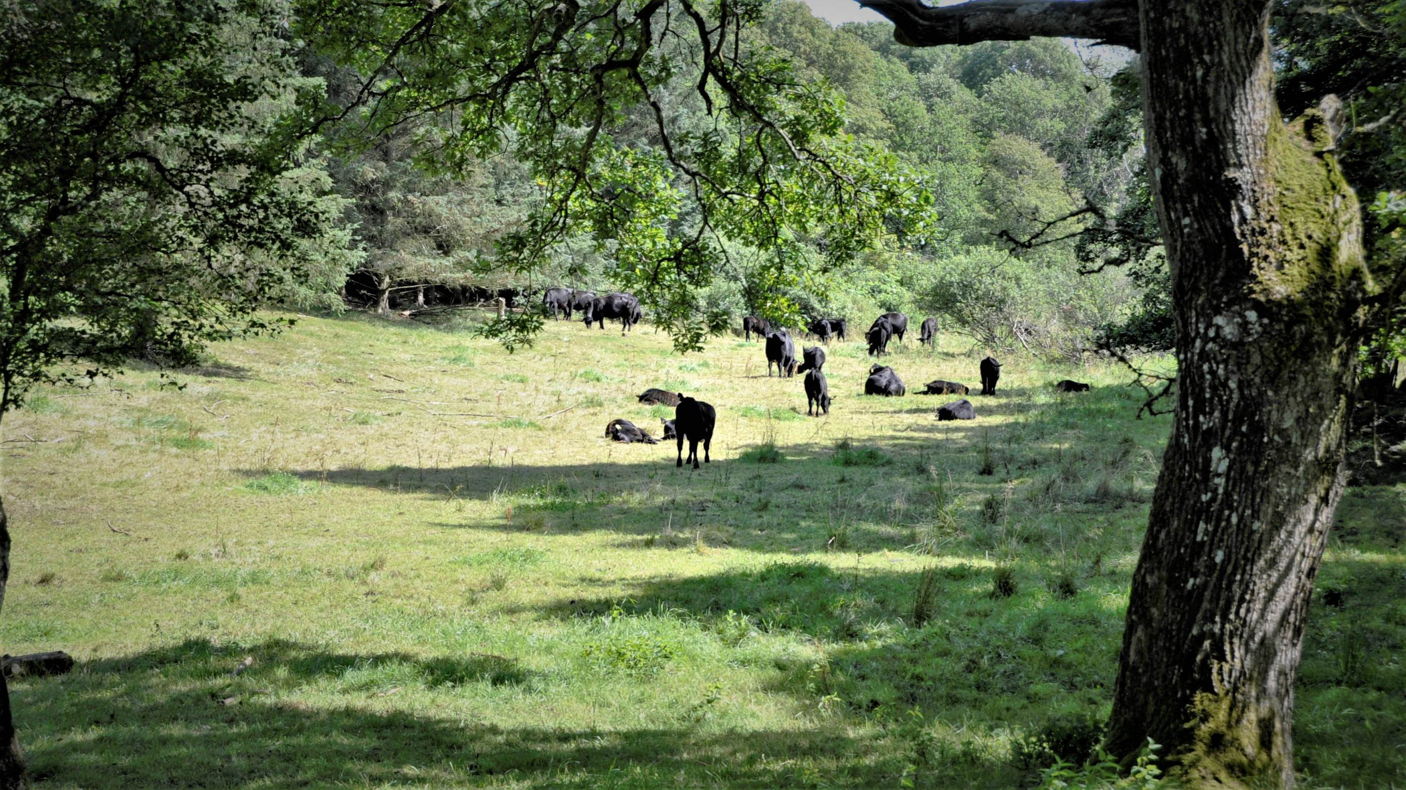 Græssende kvæg på et græsareal på Livø