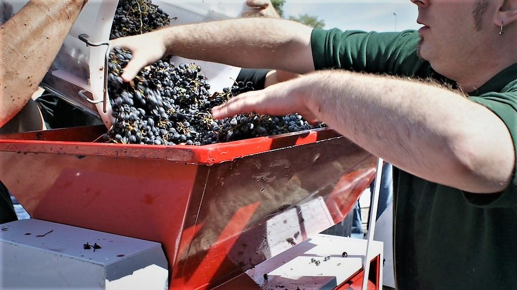 Vindruer hældes ned i en tragt i forbindelse med vinproduktion
