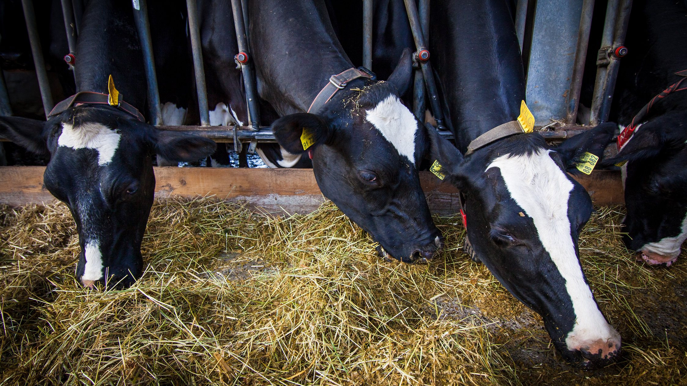 Køer spiser hø i en stald