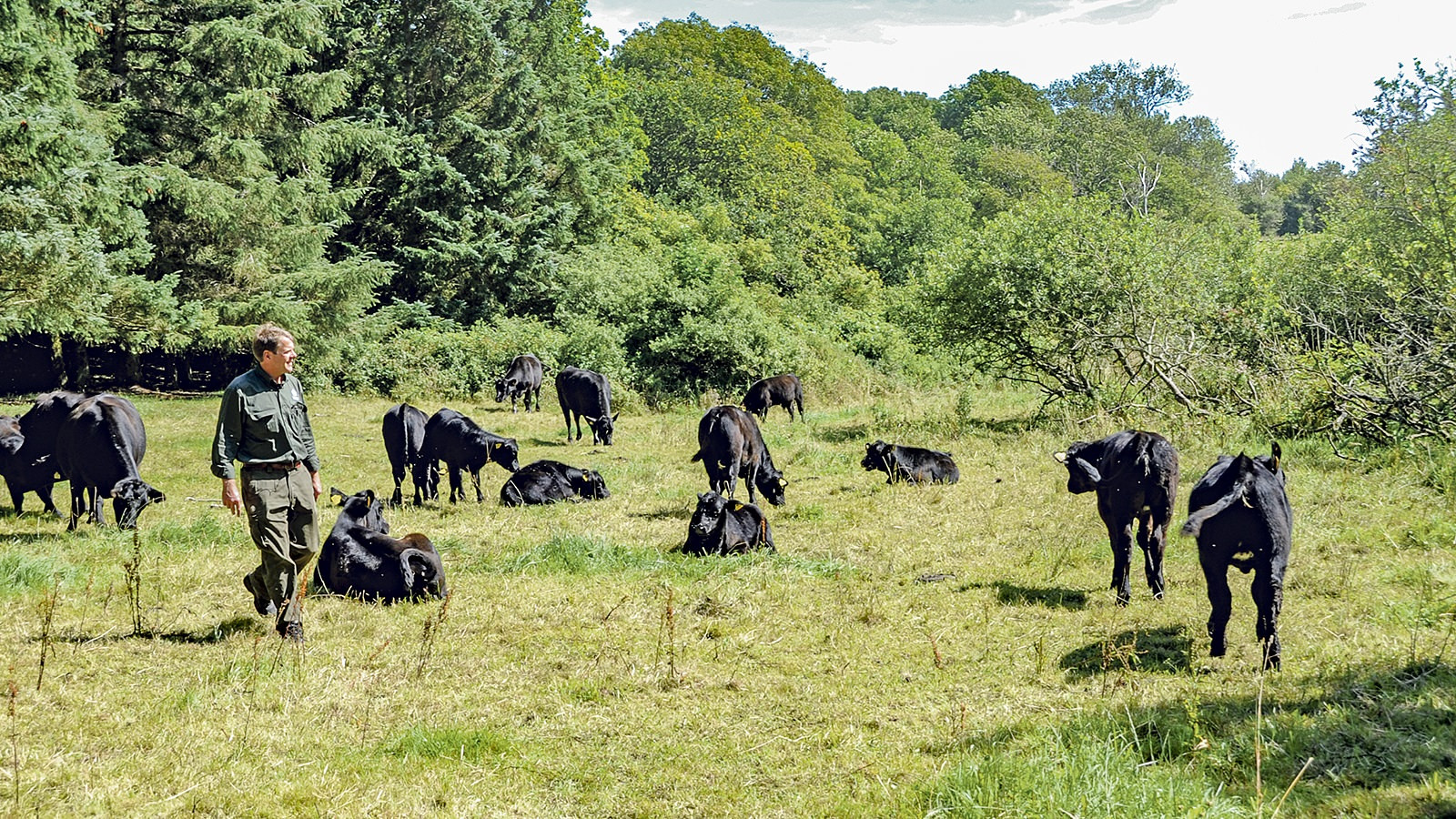 Karsten Kjærgaard går blandt Angus-kvæg på øko-landbruget på Livø