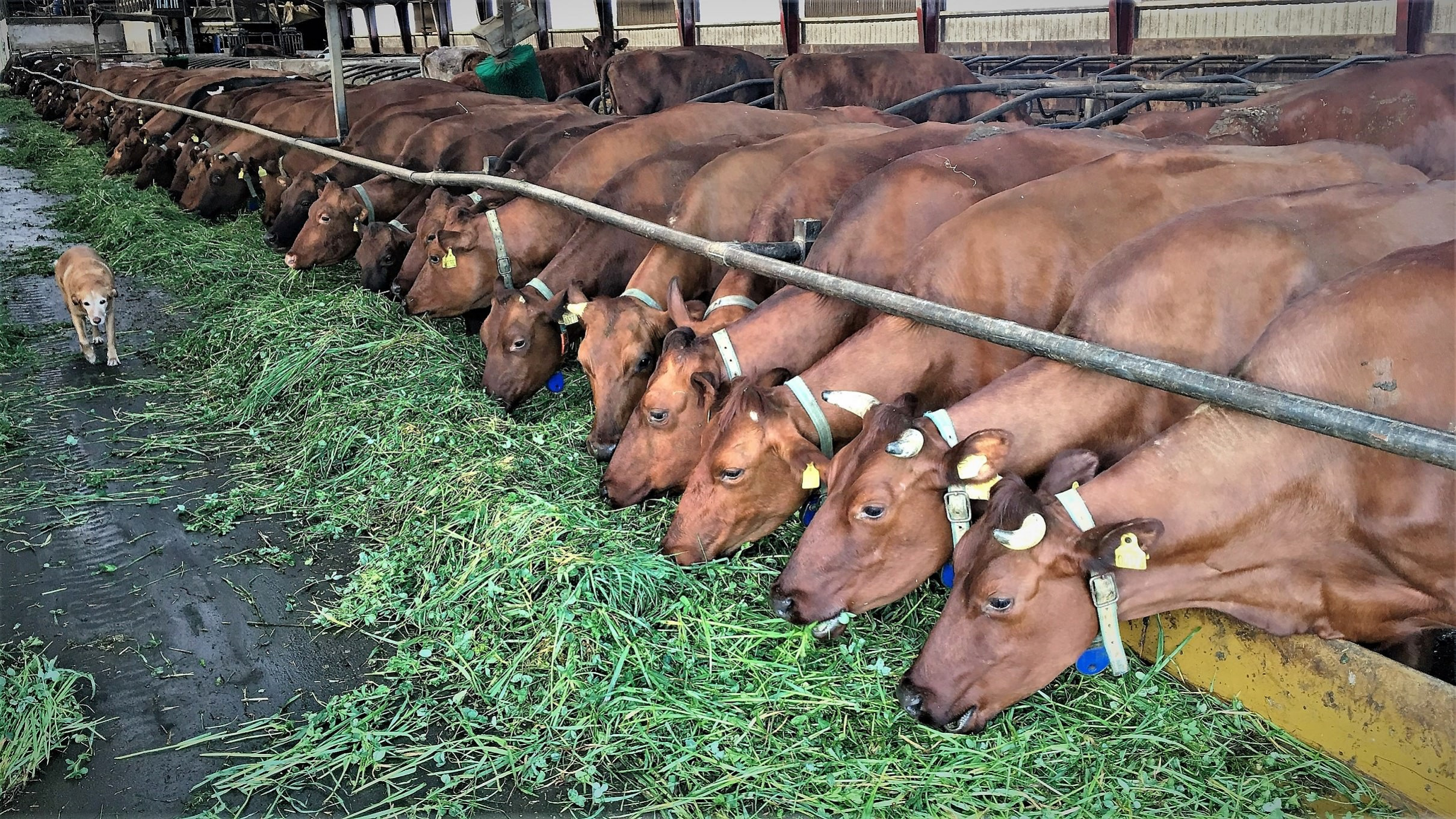 Køer af den røde danske malkerace spiser græs i en stald