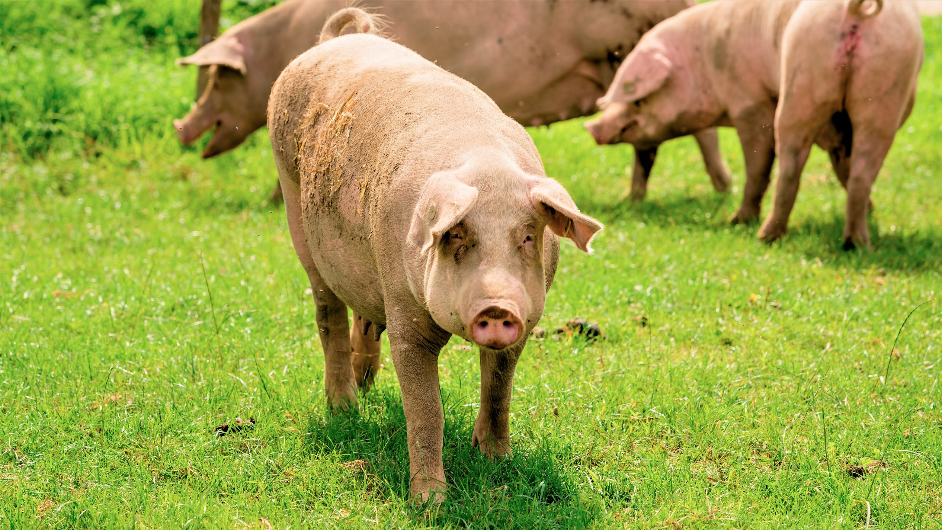 En gris går på græsset med andre grise