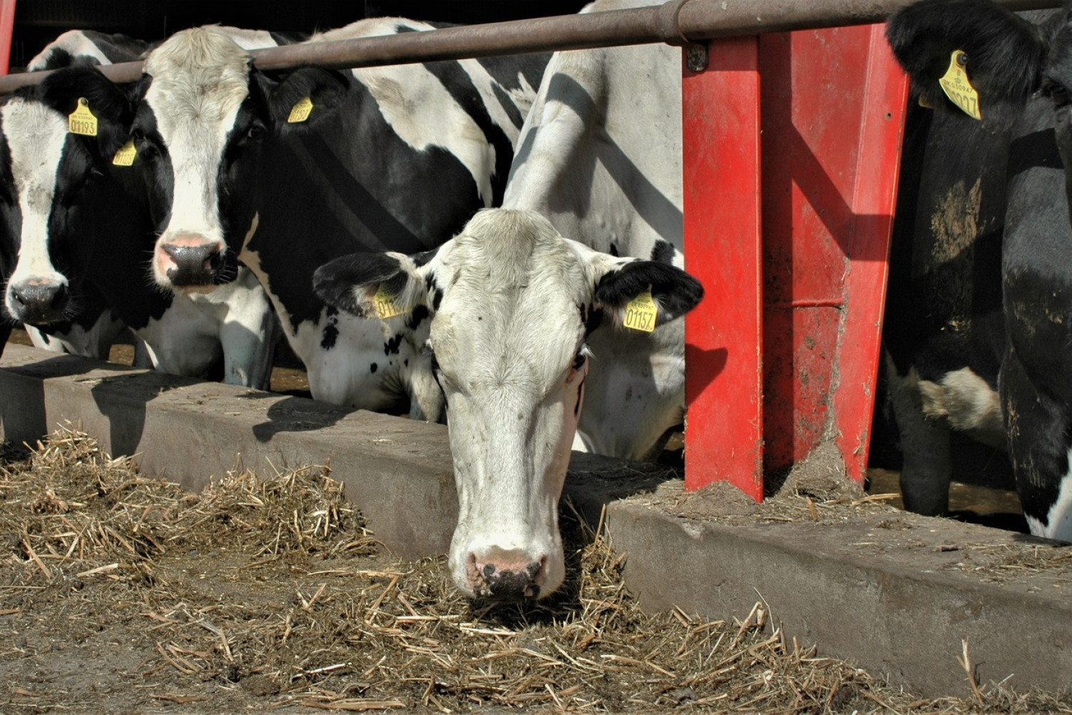 Køer står på række i en udendørs stald