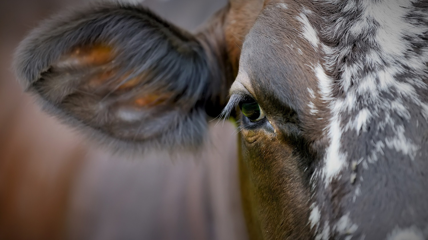 Nærbillede af en ko