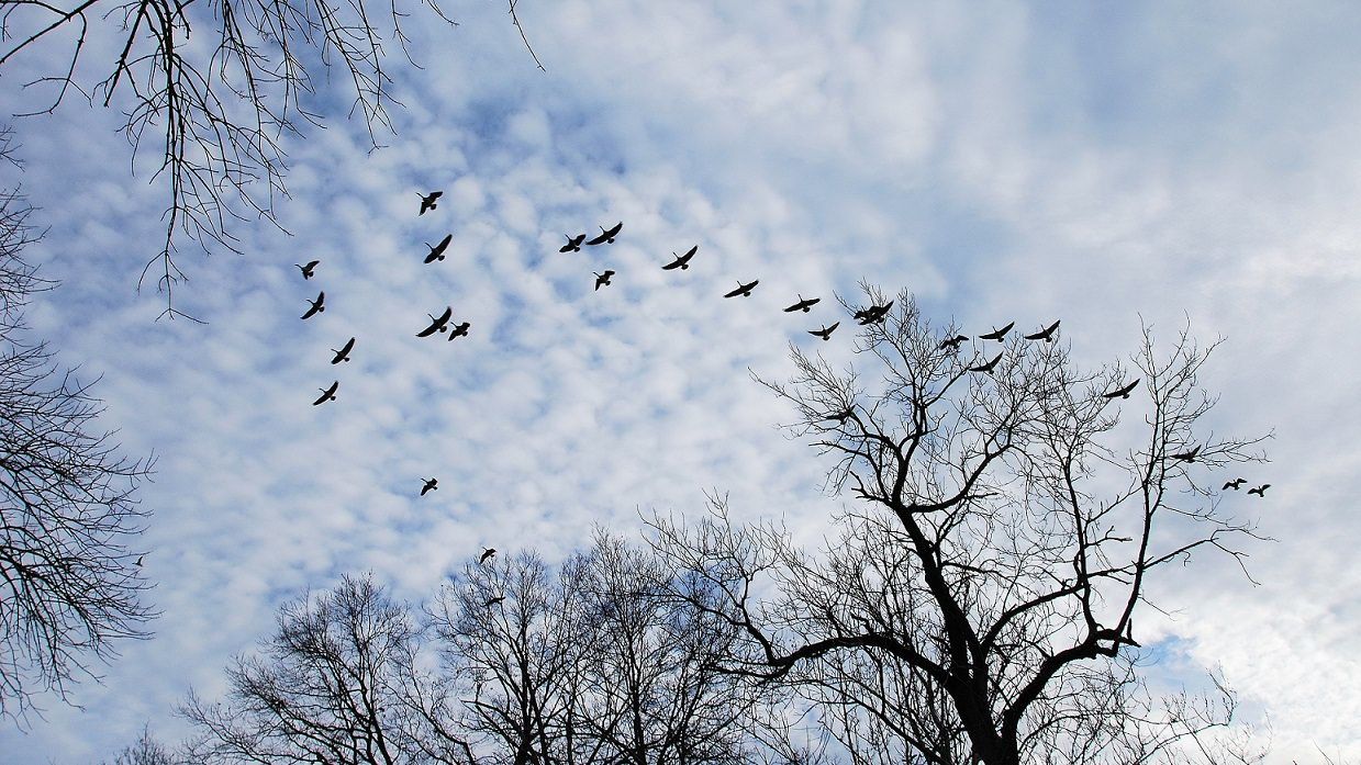 En fugleflok flyver hen over træer