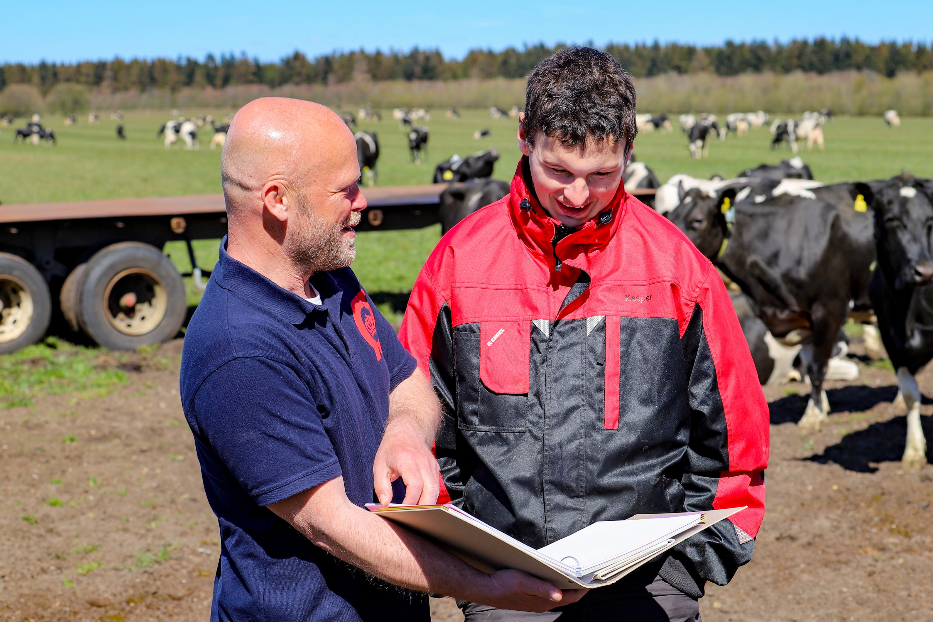 Jens Peter Hermansen rådgiver landmand på mark med køer.