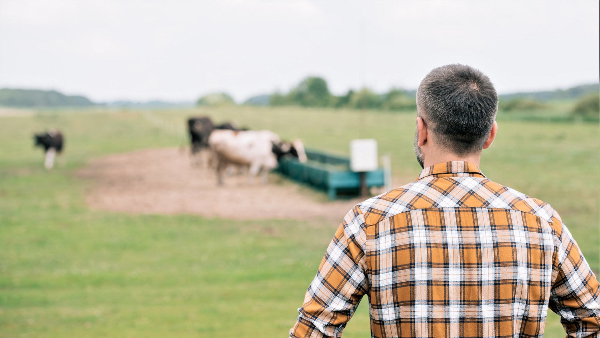 En landmand står med ryggen mod kameraet og ser på sine køer i baggrunden