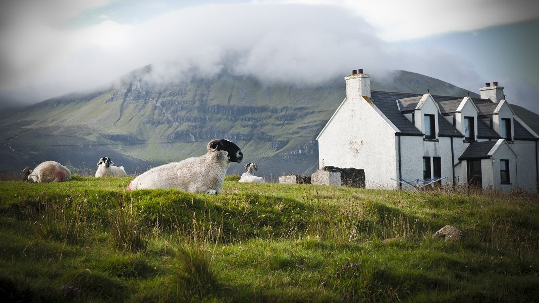 Får ligger på græsset med et bjerg og hus i baggrunden