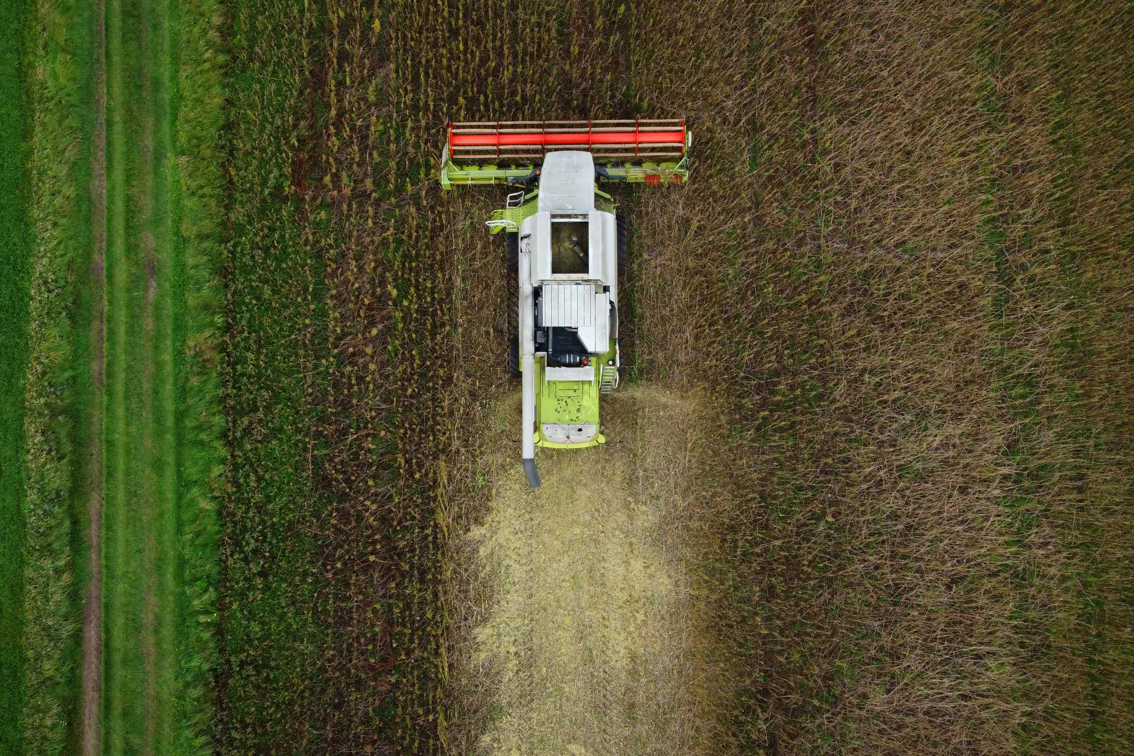 Dronefoto af en mejetærsker, der høster en hampmark