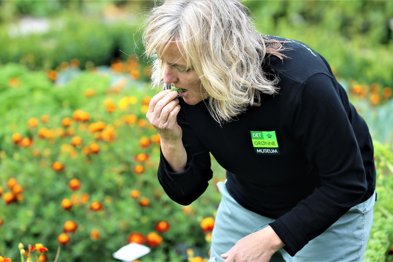 Bettina Buhl står i Det Grønne Museums køkkenhave og smager på en plante