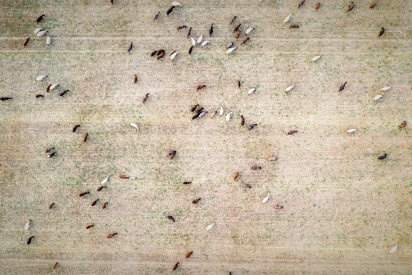 Dronebillede af græssende kvæg