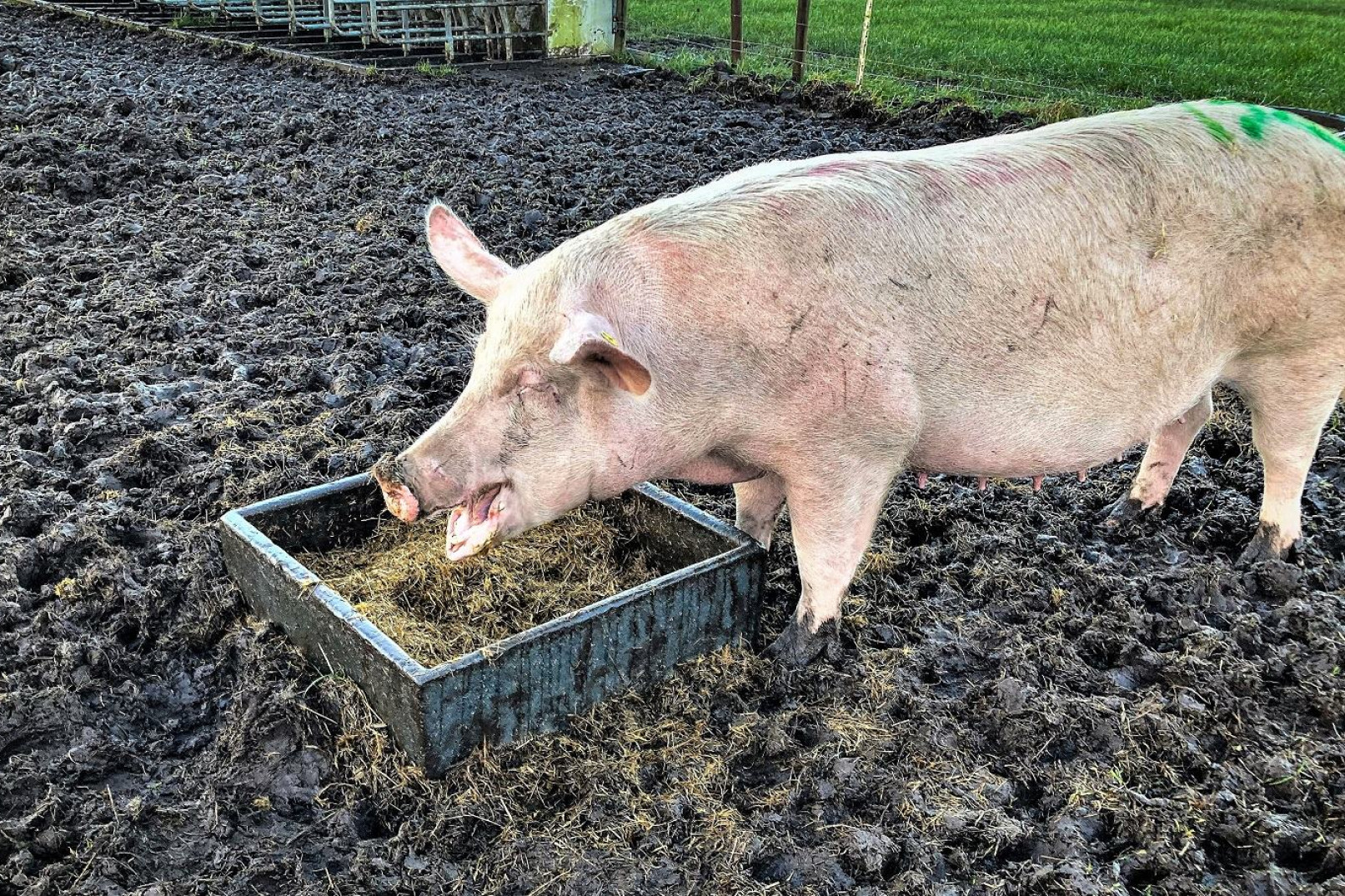 En gris spiser foder på sin fold