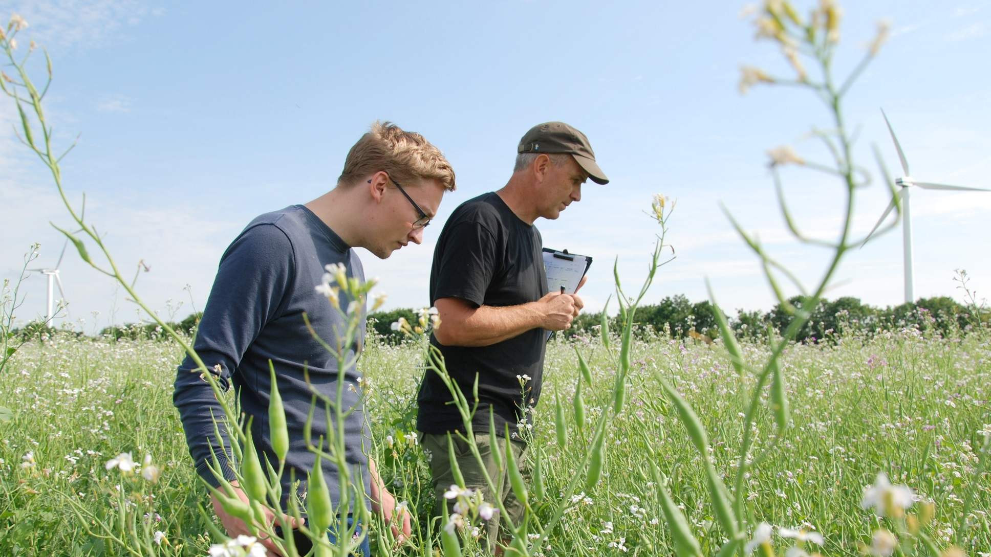 Jens Mortensen og Bent Rasmussen kigger efter  insekter i mark med