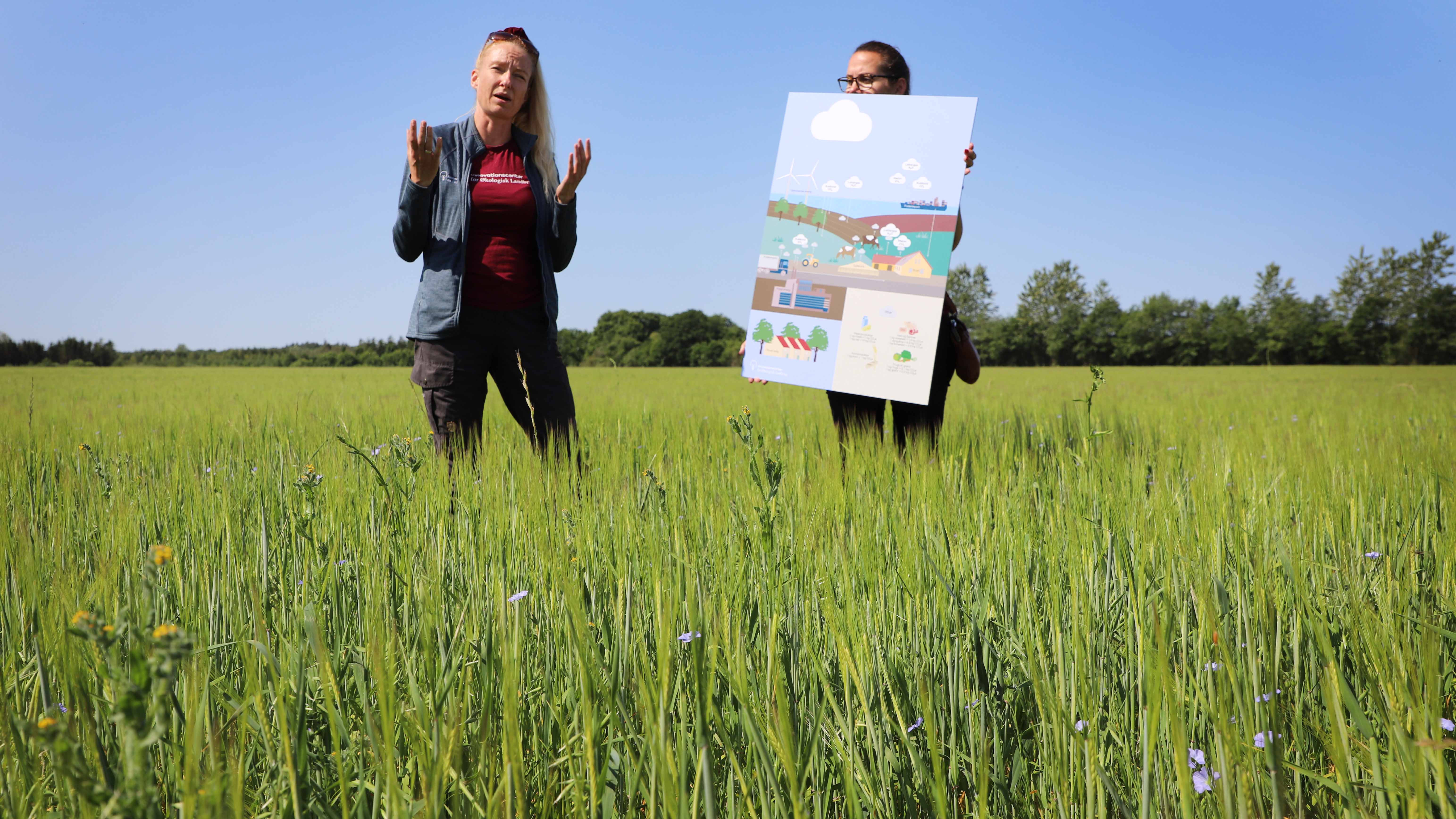 Julie Henriksen redegør for klimagevinster ved blandingsafgrøder