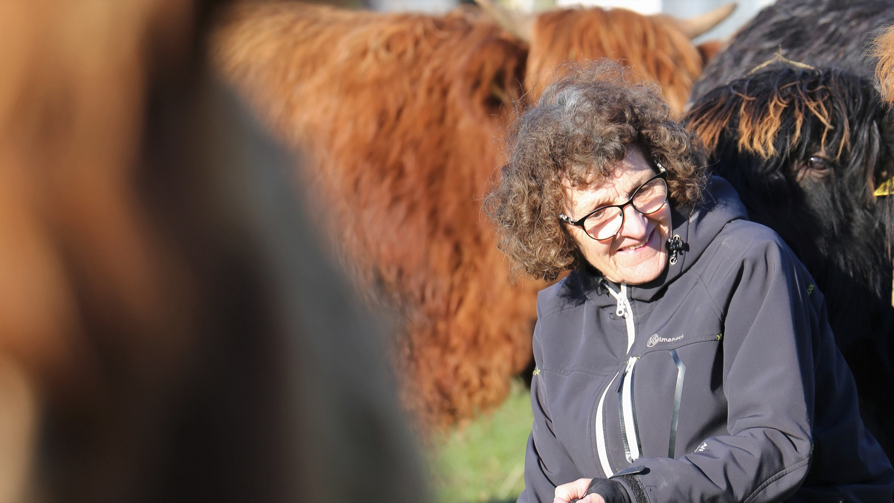 Margith Bjerre sidder mellem en flok af køer