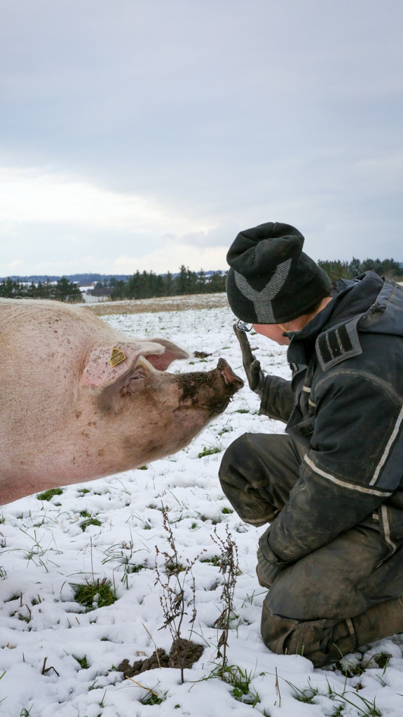 Trine Sund Kammersgaard bruger op mod fem timer med grisene hver dag og derudover en del tid på kontorarbejde, direkte salg og markedsføring