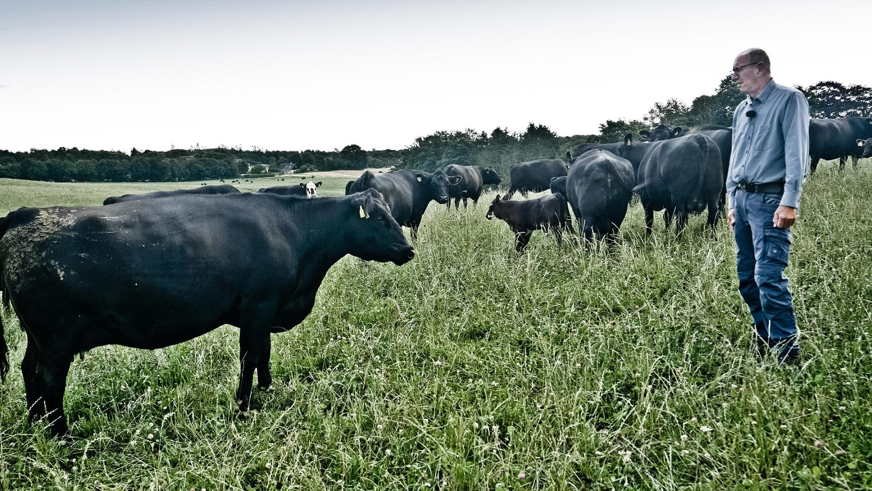 Gården har sort Angus, som er kødkvæg, og som fra naturen ikke har horn, der ellers normalt spiller en stor rolle i biodynamisk landbrug