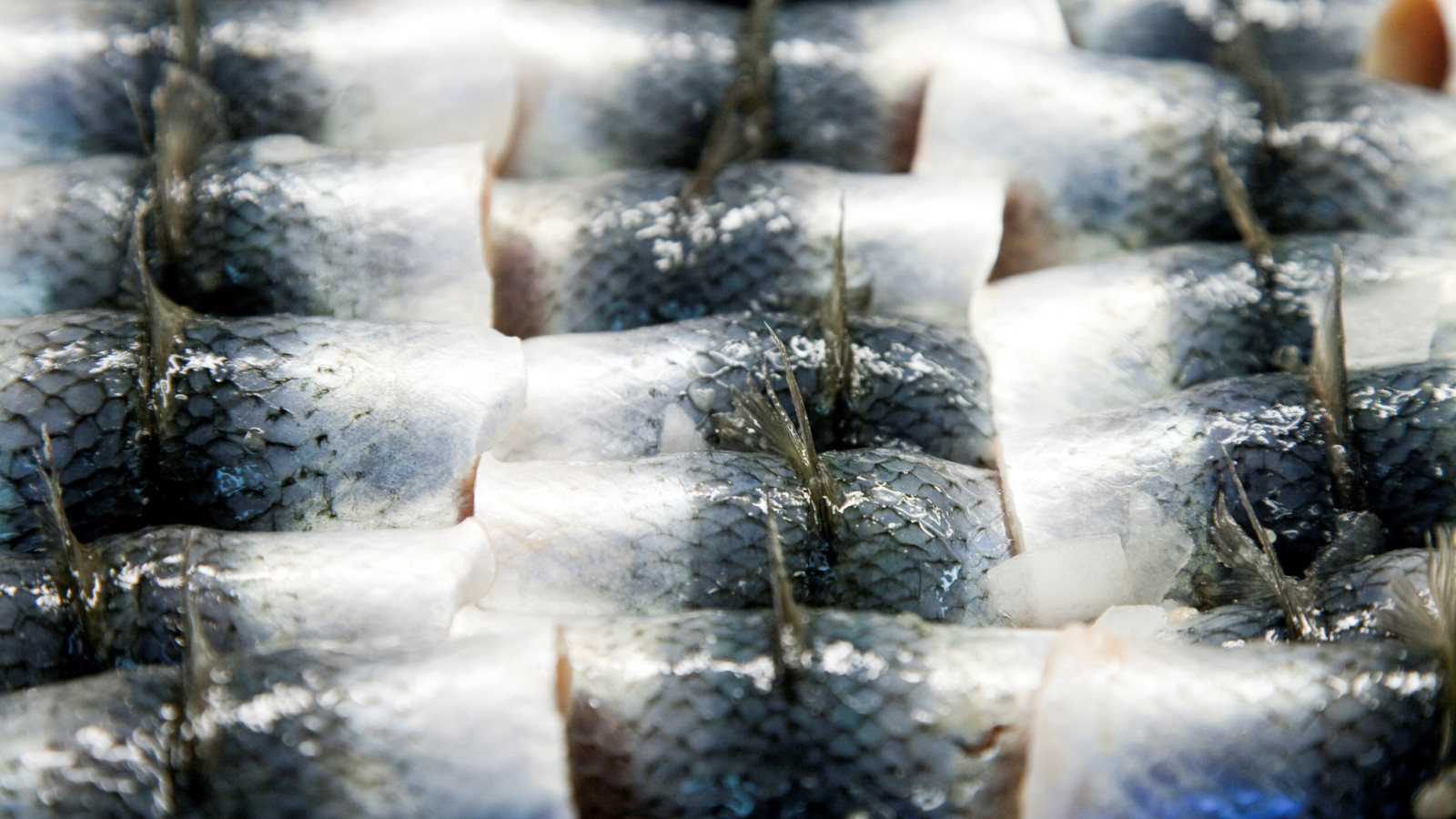 Mange offentlige storkøkkener har et stort forbrug af fisk, og de har behov for en omstillingsperiode til at finde bæredygtige alternativer til eksempelvis vildtfangede sild