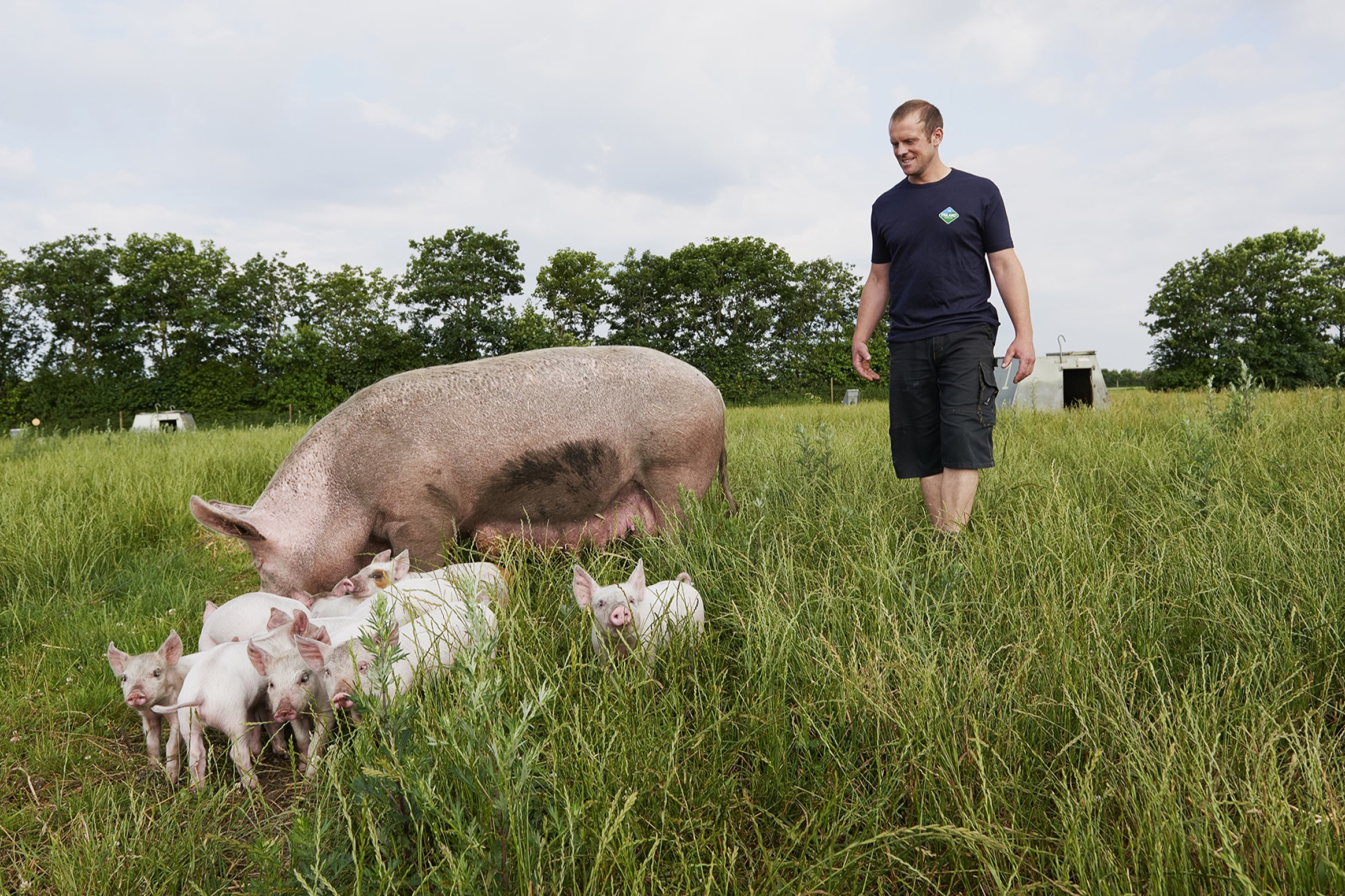 Jacob Gammelgaard med so og grise i marken