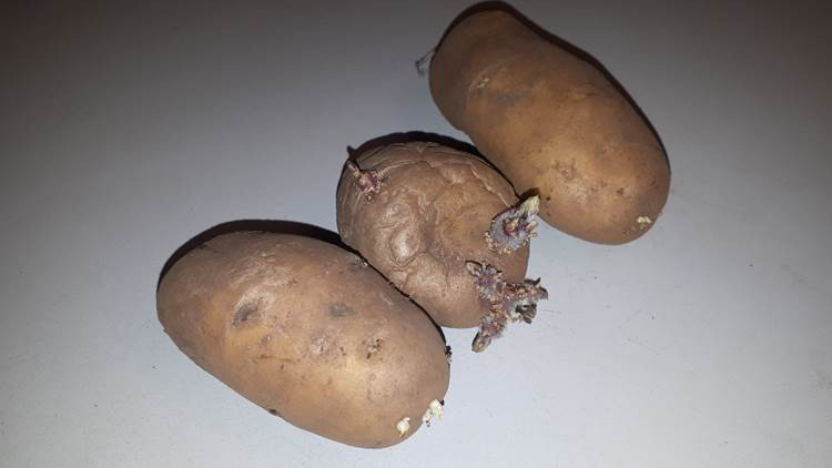 Tre kartofler ved siden af hinanden
