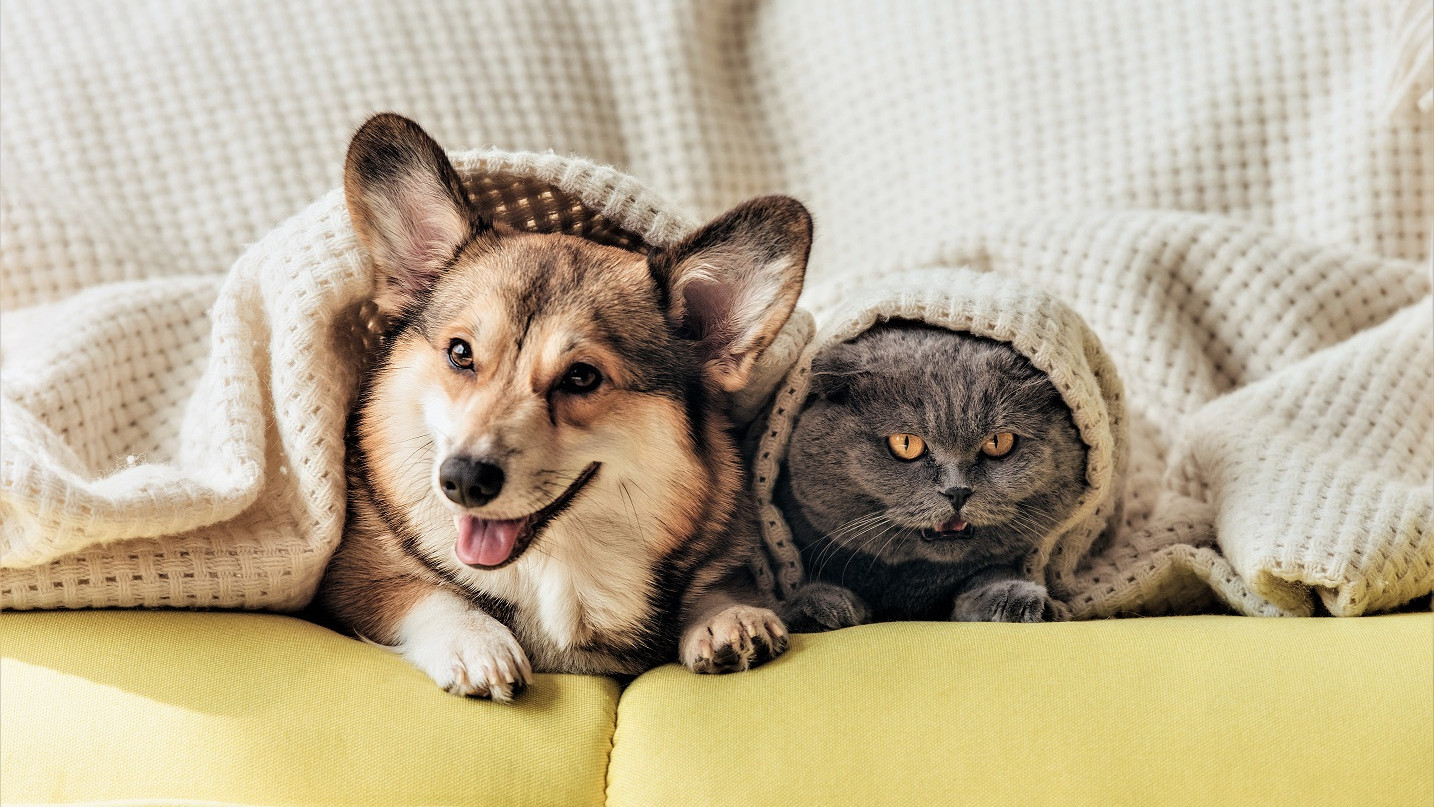 En hund og kat ligger på en sofa under et tæppe