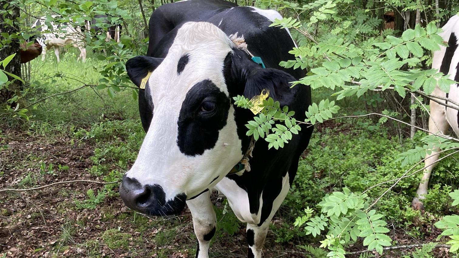 En ko står i en skov med andre køer