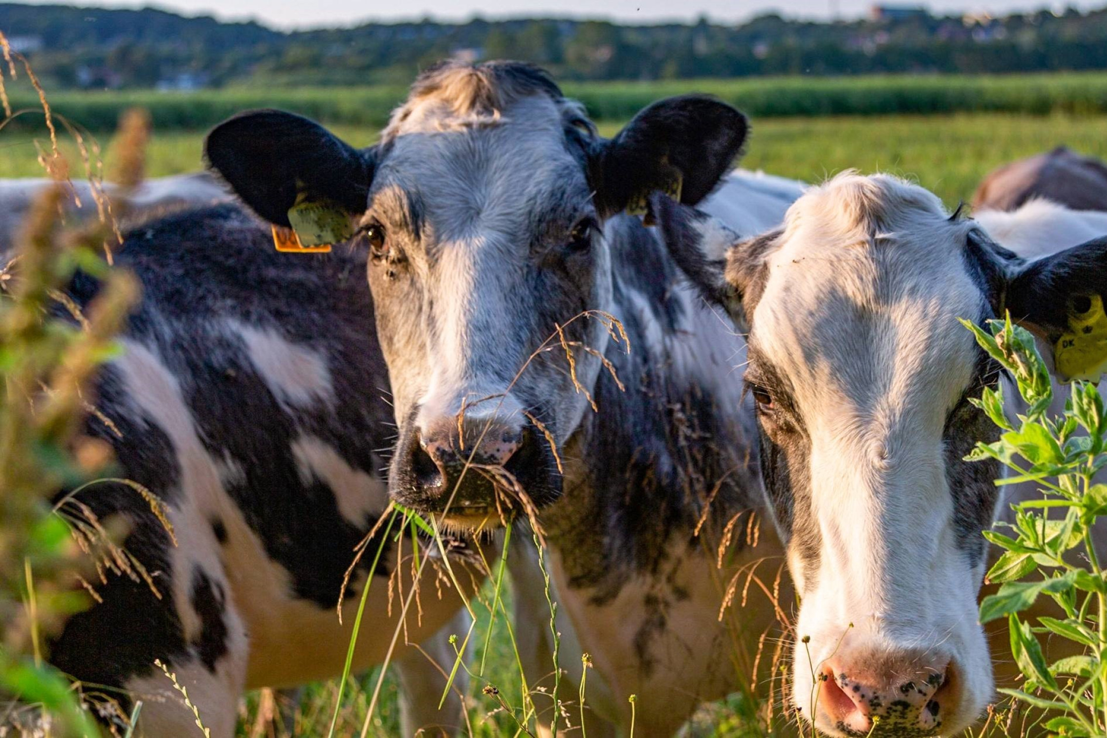 Tre køer står og spiser græs, mens de ser mod kameraet