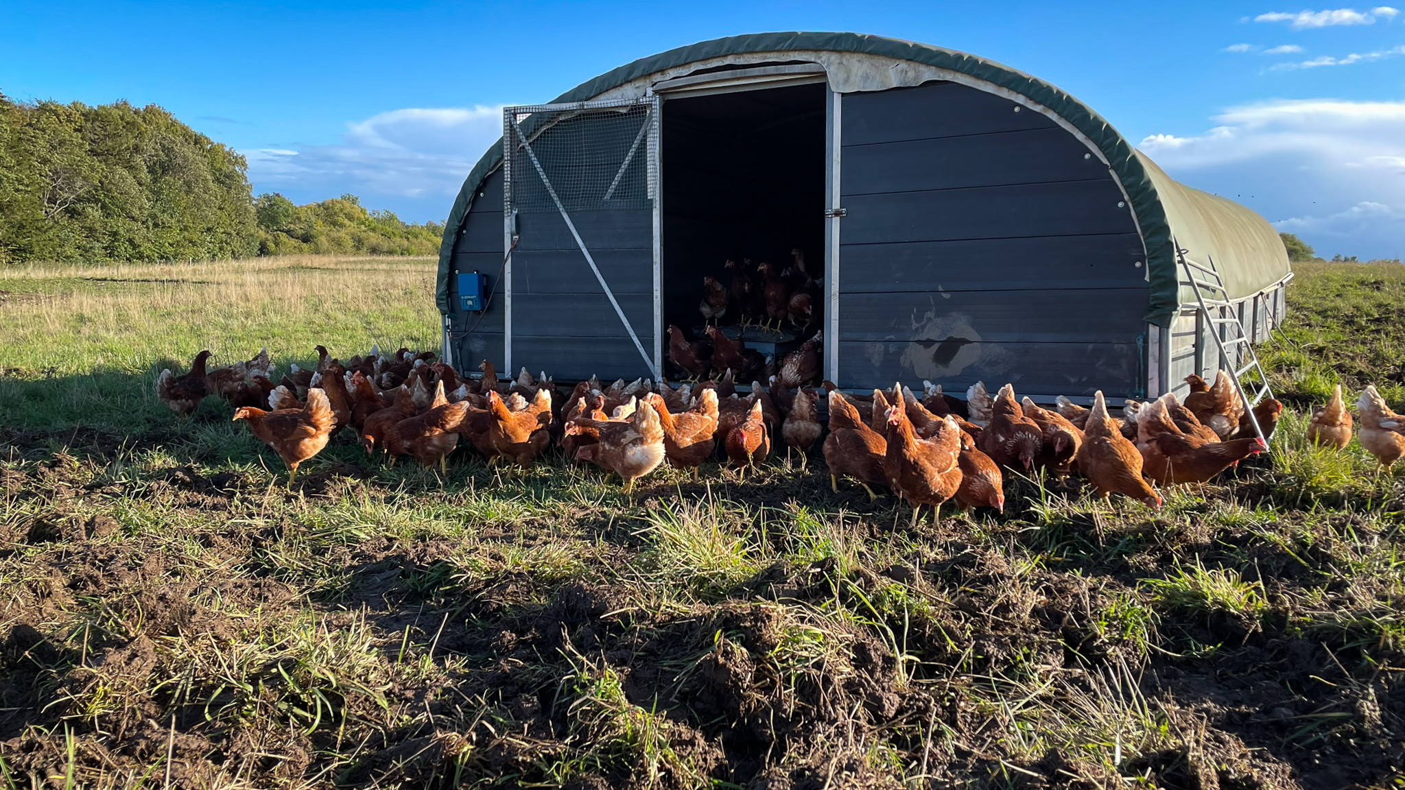 På billedet ses økologiske høns i og omkring en flytbar stald på en mark