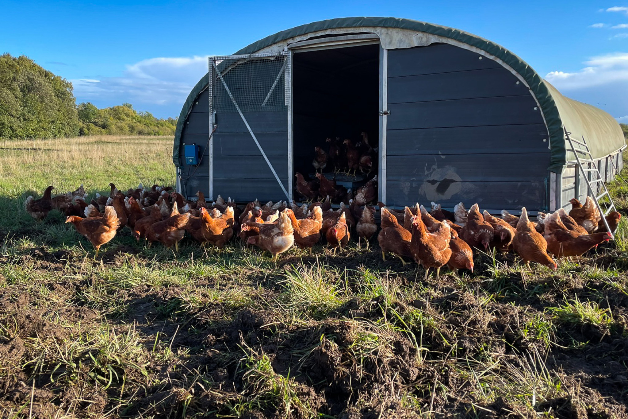 På billedet ses økologiske høns i og omkring en flytbar stald på en mark