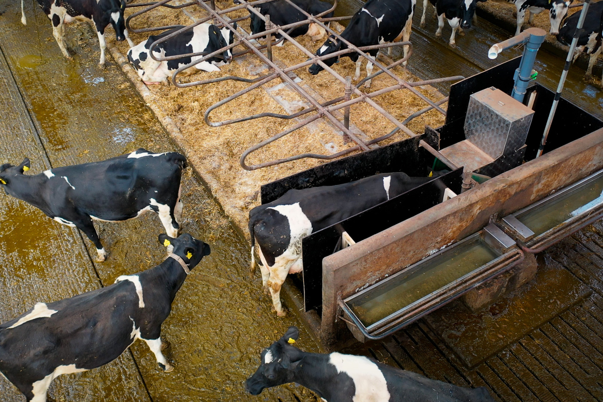 Ko bøvser i en GreenFeeder opstillet ved båsene