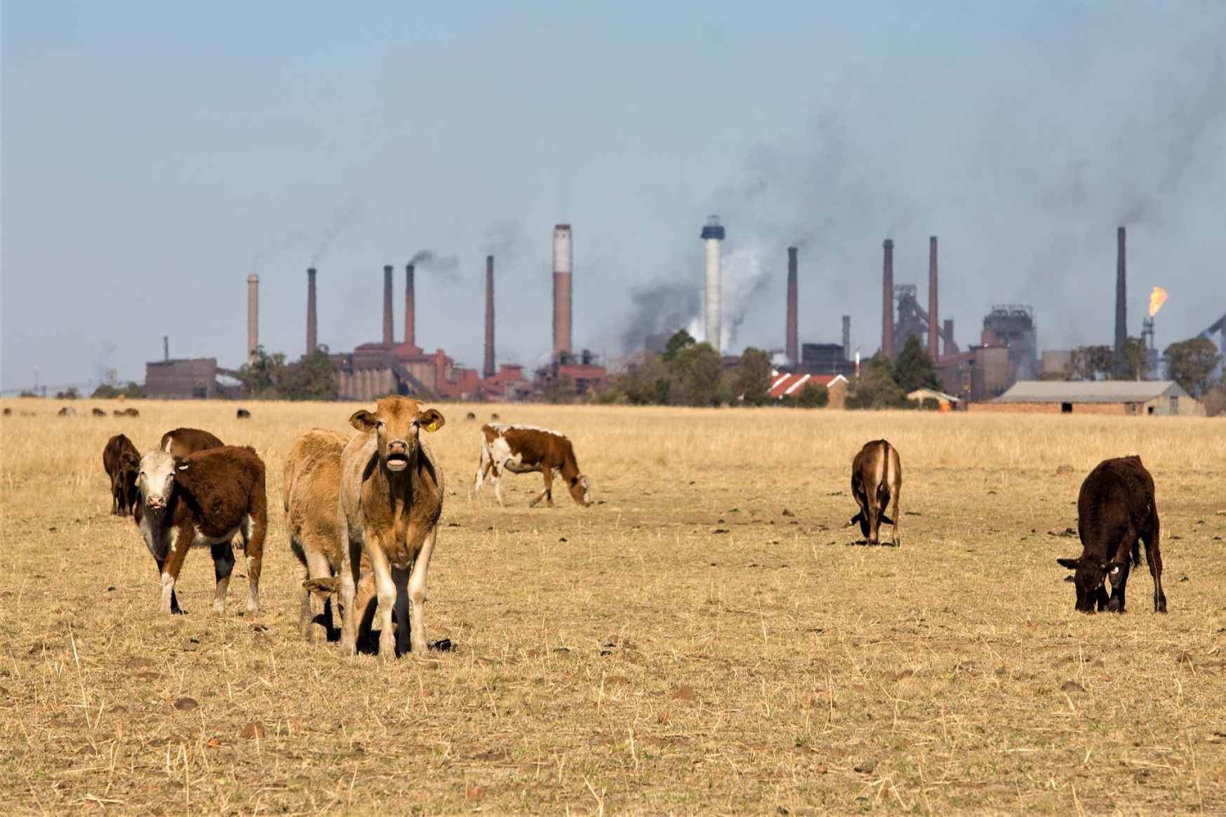 En flok køer står på en tør græsmark med industribygninger i baggrunden